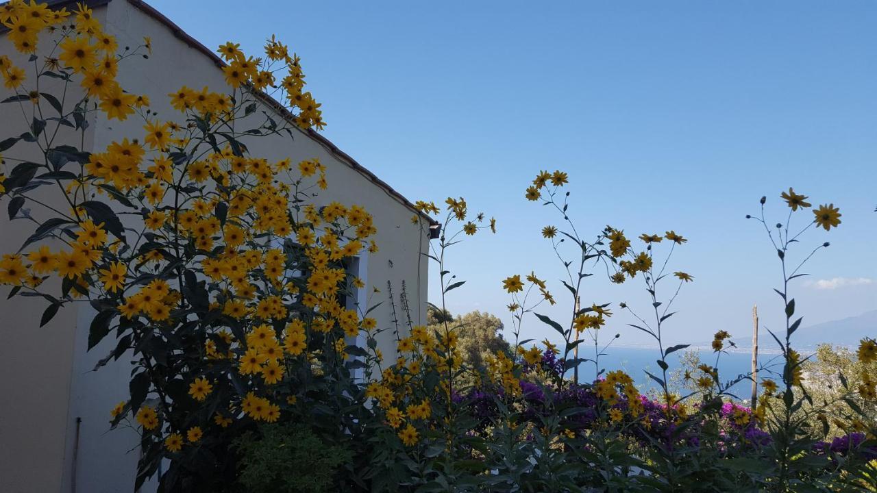 Gli Ulivi Agriturismo Sant'Agnello Exterior foto