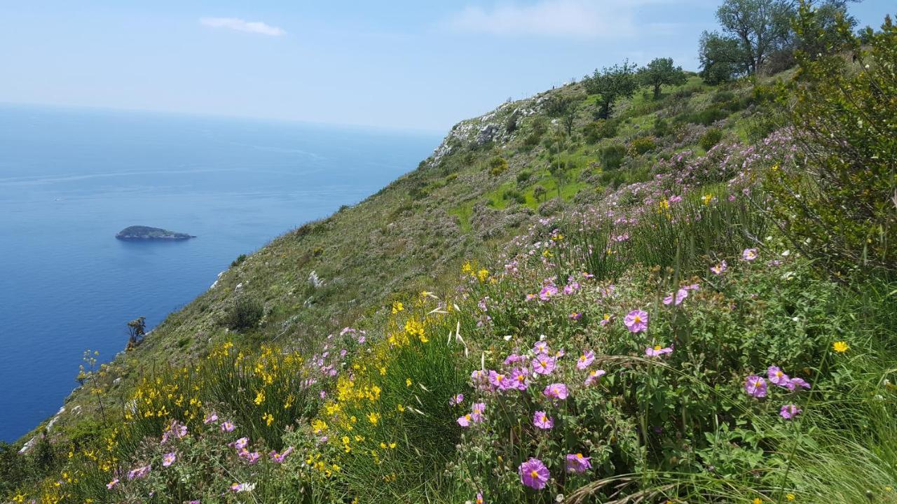 Gli Ulivi Agriturismo Sant'Agnello Exterior foto