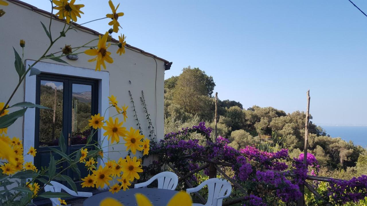 Gli Ulivi Agriturismo Sant'Agnello Exterior foto