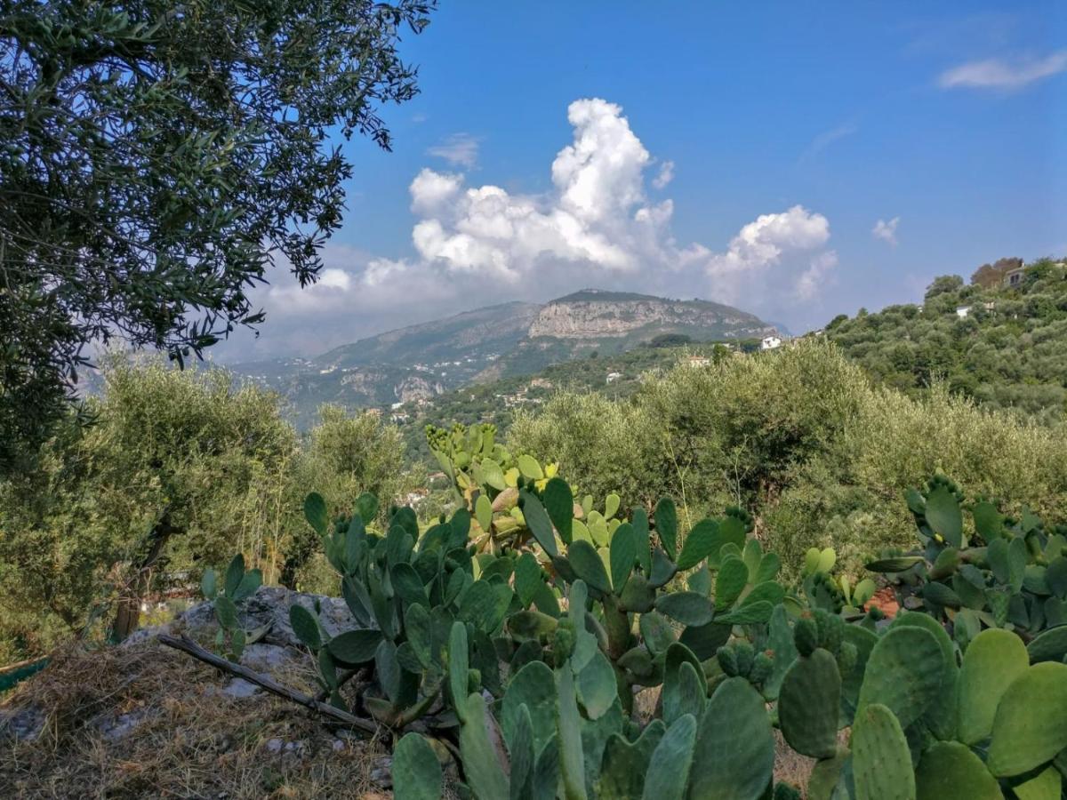 Gli Ulivi Agriturismo Sant'Agnello Exterior foto